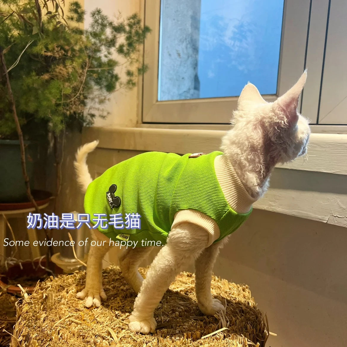 Green Cotton Shirt for Sphynx Cat Soft Sleeveless Jumpsuit for Kittens Summer Vest For Devon Rex Spring Coat for Hairless cat