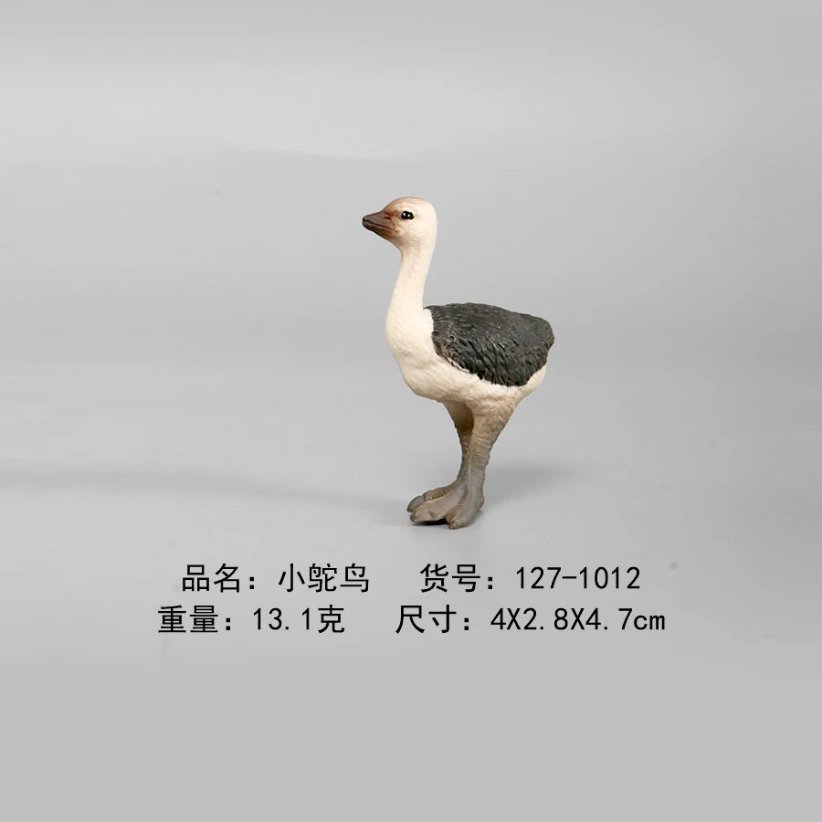 Simulation Animal Models Birds Figurine Parrots Owls Otriches Turkey PVC Plastic Models,Hand Painted Collection Toys For Kids